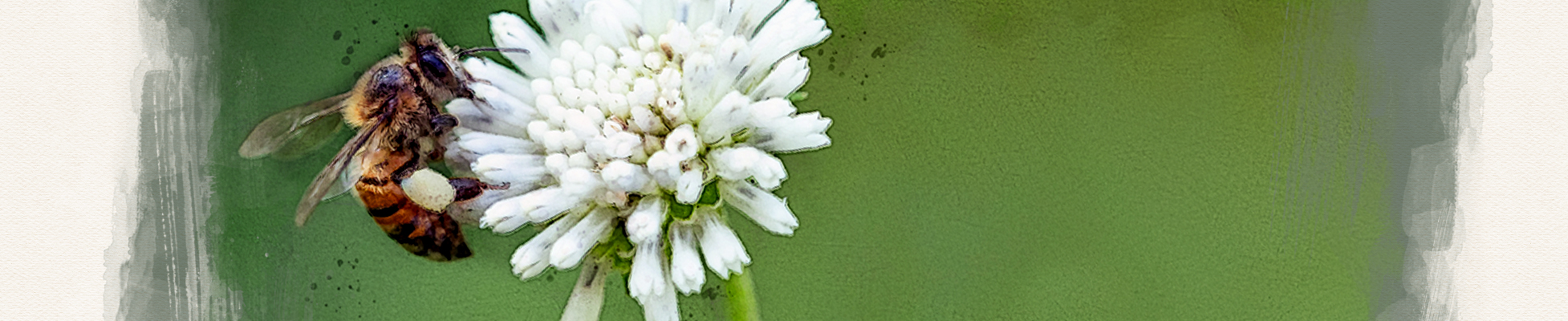 Bee sitting on a flower