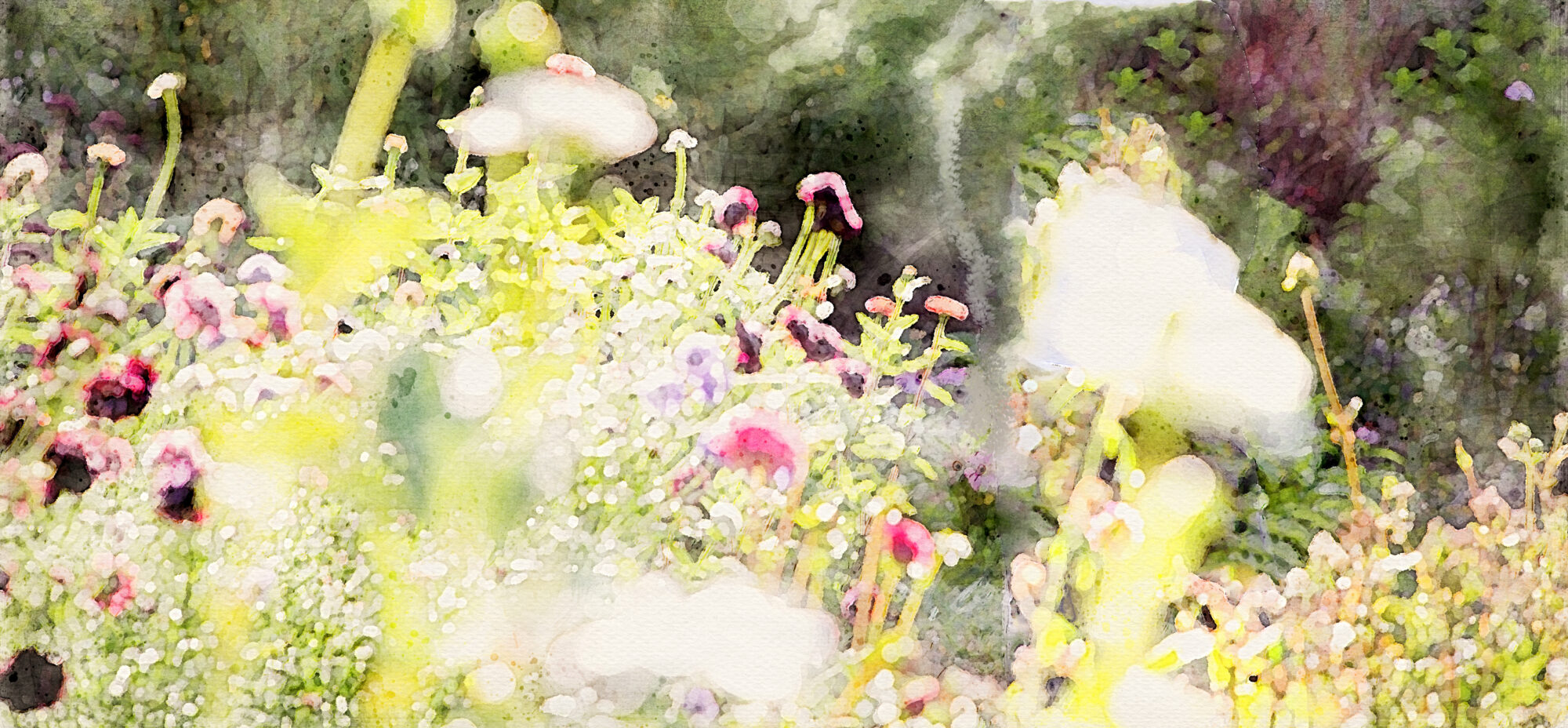 meadow with wild flowers
