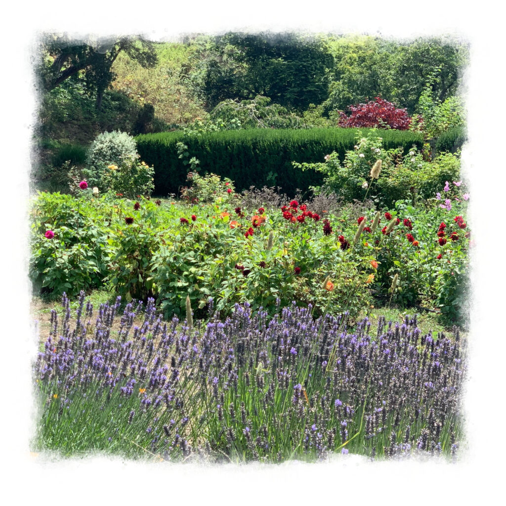 Garden of flowers