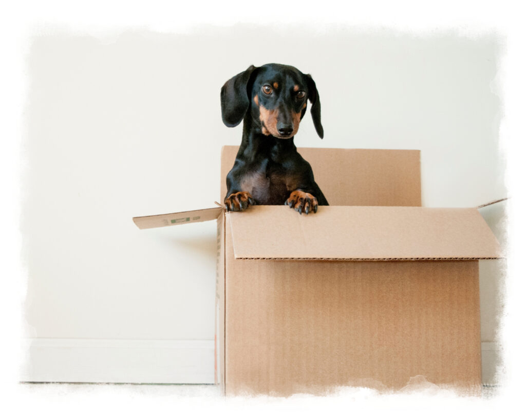 Dog in a box