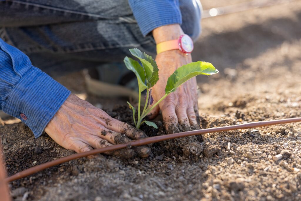 Close up of planting a starter plant