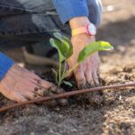 Close up of planting a starter plant