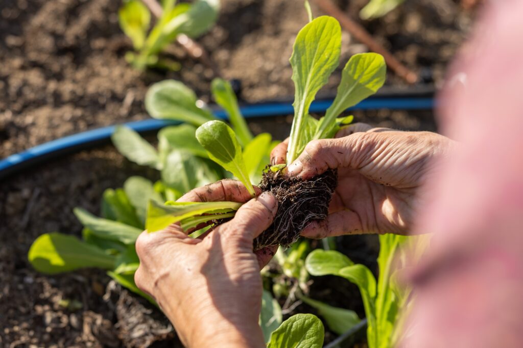 Close up of prepping a starter plant for planting