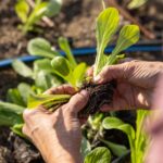 Close up of prepping a starter plant for planting