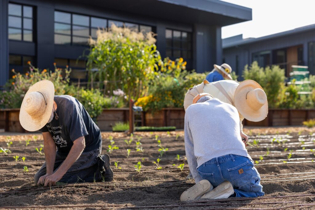 Four residents planting in the kitchen garden