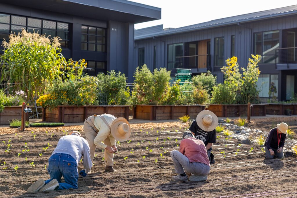Five residents planting in the kitchen garden together