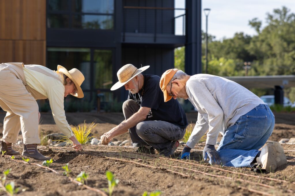 Three residents work together planting in the kitchen garden
