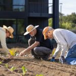 Three residents work together planting in the kitchen garden