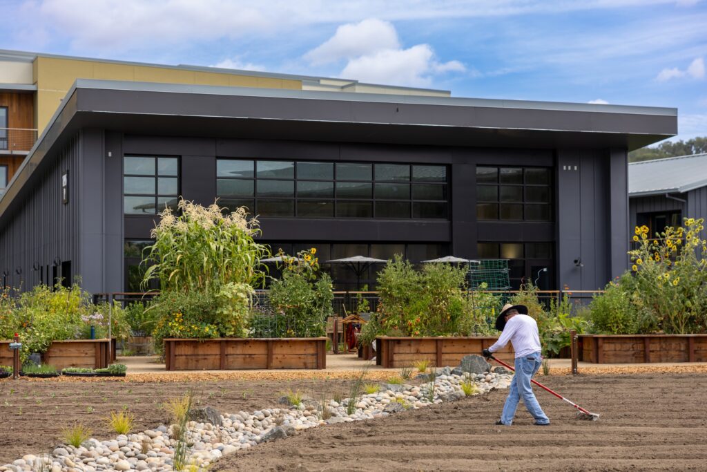 Resident rakes the kitchen garden raised beds
