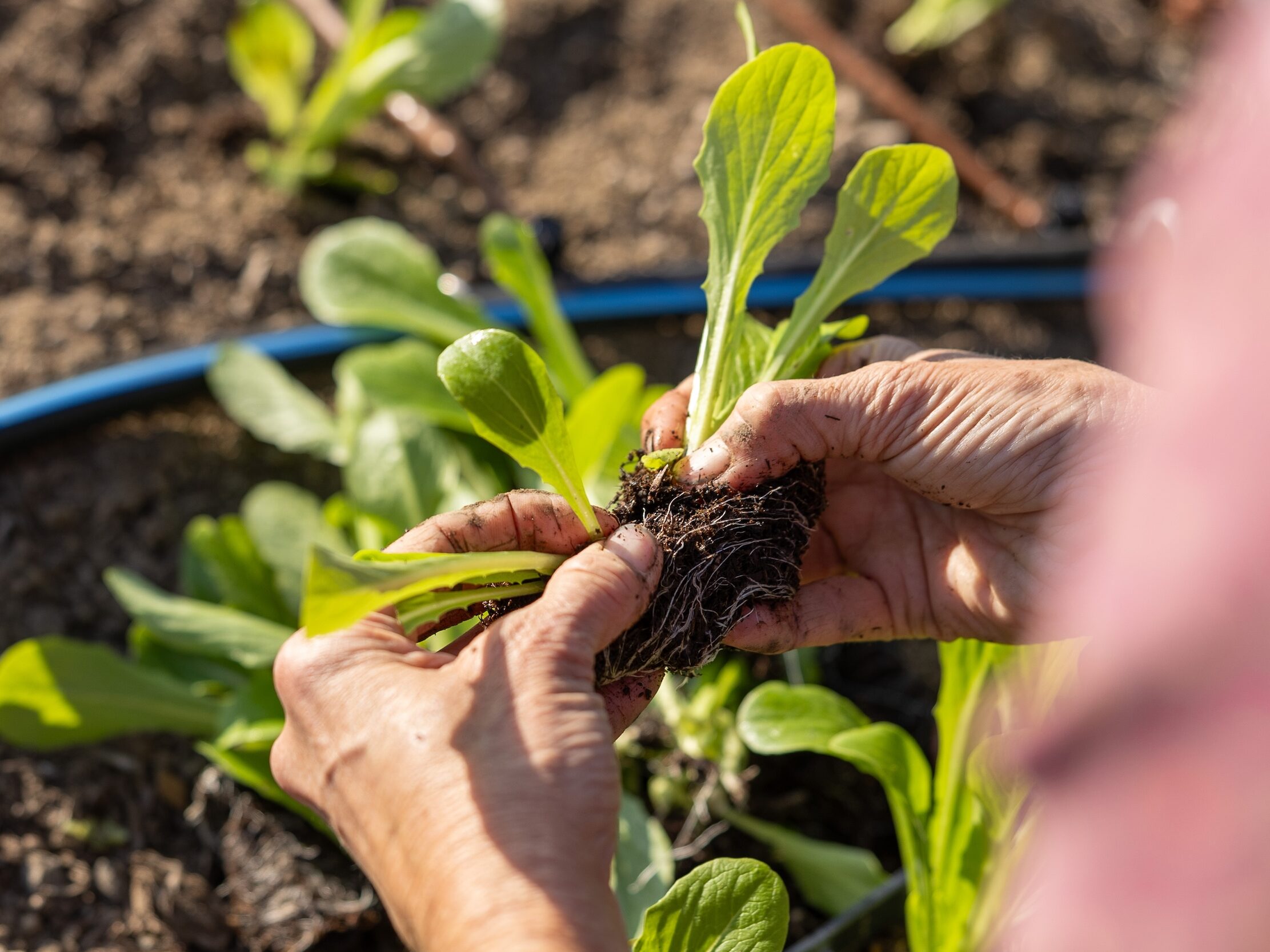 Close up of prepping a starter plant for planting